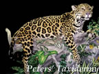 Jaguar lifesize mounted by Peters' Taxidermy 